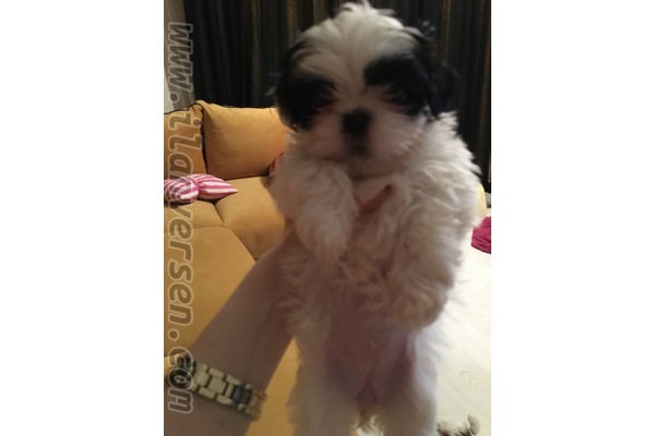 Shih-Tzu Dişi köpek