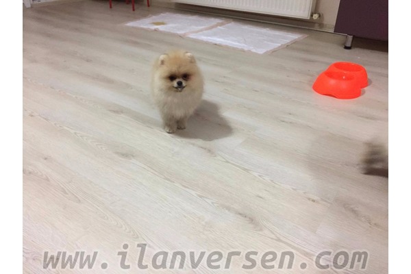 yaş 0-3 Aylık köpek Çengelköy Mah.