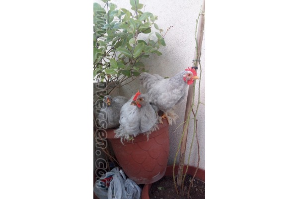 Cebeci Mah. hayvanlar fiyatları