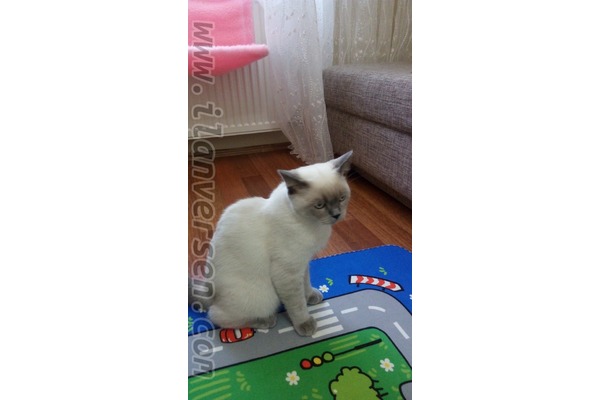Erkek kedi Armağan Evler Mah.
