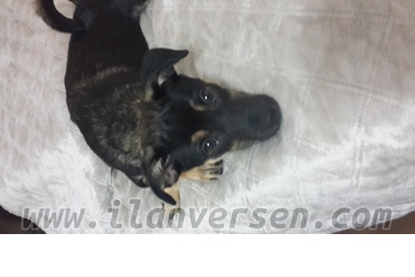 Aşılı Pinscher