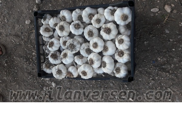 satıyorum Alışverış Araban