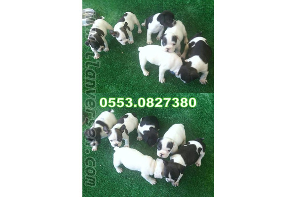 Dişi ve Erkek köpek Gürpınar Mah.