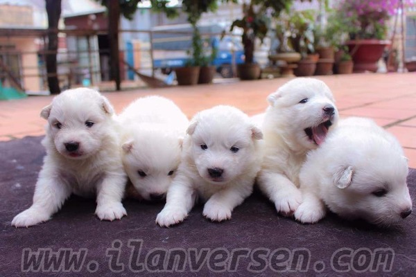 Samoyed Dişi ve Erkek köpek
