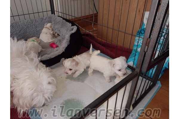 köpek Malta terrier fiyatları