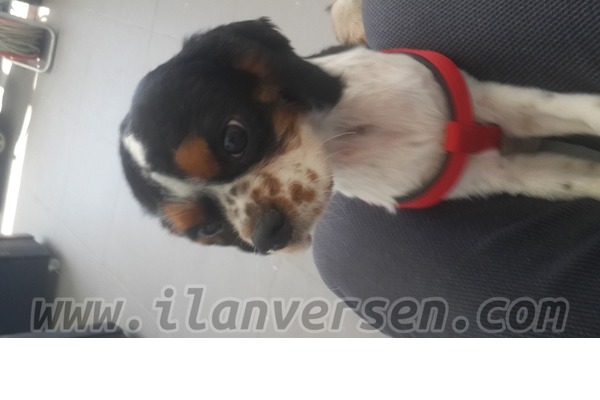 Cavalier king Charles yaş 1