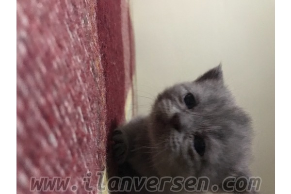 British shorthair Dişi ve Erkek kedi