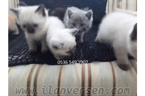 Scottish fold 2000 TL Gültepe Mah.