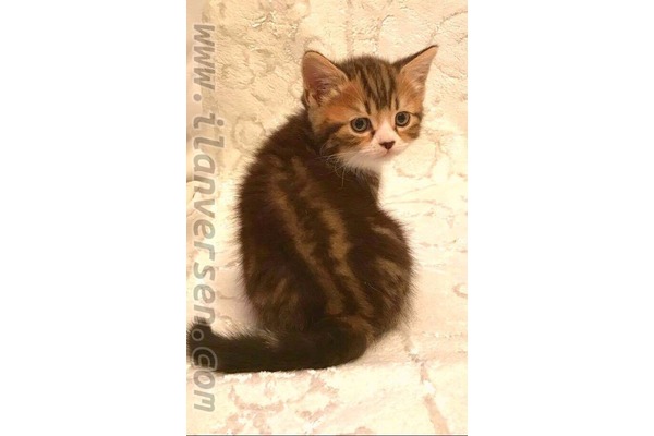 British shorthair Çengelköy Mah.