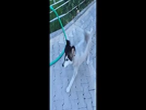 kayıp husky İzmir Bayraklıdan Sibirya Husky köpeğimiz kayıp