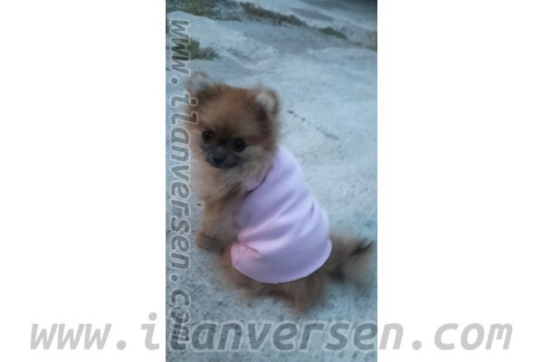 Toroslar Mah. köpek ilanı ver