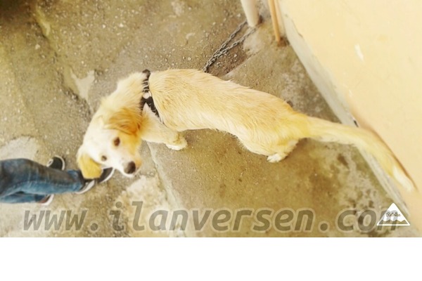 köpek Golden retriever fiyatları