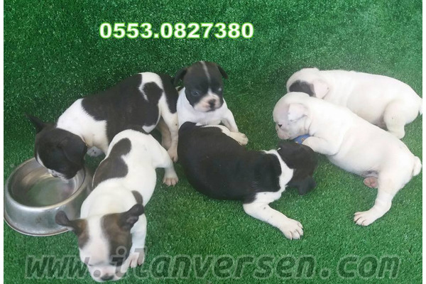 Gürpınar Mah. köpek ilanları
