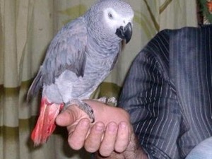  Afrika gri papağanı / jako papağanı Sahibinden Camikebir Mah.