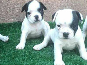 erkek french bulldog yavru dişi french bulldog yavru