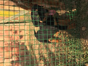 6 aylık rottweiler Parazit tedavisi yapılmış English coccer