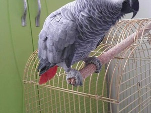 Afrika gri papağanı / jako papağanı Erkek Mimaroba
