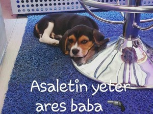  Demetgül Mah. Beagle ilanları