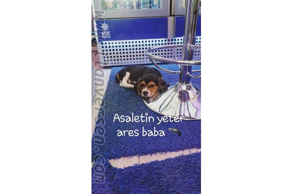 Demetgül Mah. Beagle ilanları