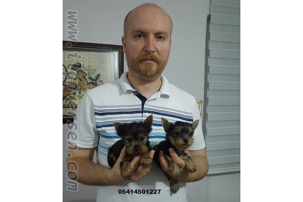 Altınşehir Mah. köpek ilanları
