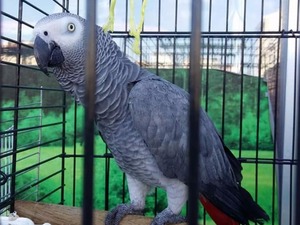  Afrika gri papağanı / jako papağanı 2