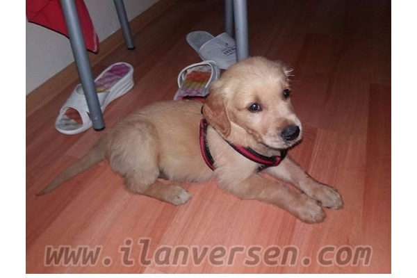 Golden retriever Erkek Hürriyet Mah.