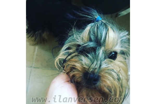 Yorkshire terrier yaş 6-12 Aylık Göztepe Mah.