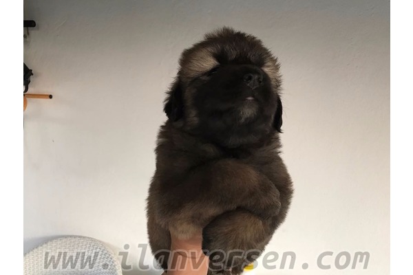 Kafkas çoban köpek Fethiye