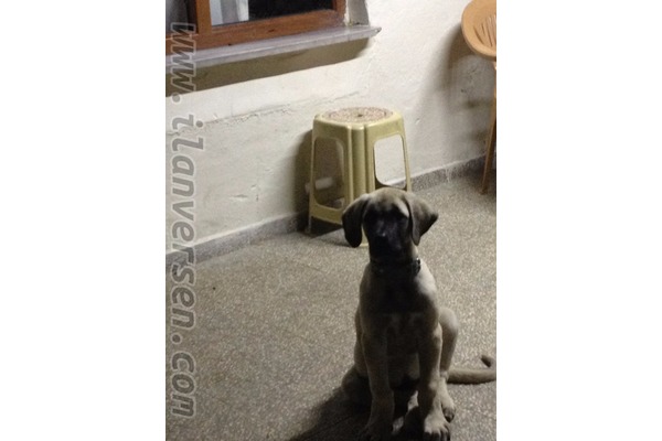 Kangal yaş 3-6 Aylık Sultançiftliği Mah.