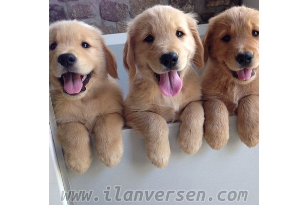 Golden retriever Dişi ve Erkek Barbaros Mah.