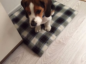 ücretsiz beagle Başakşehir Mah. köpek fiyatları