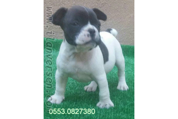 Yeni Mah. köpek ilanları