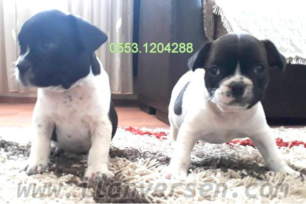 safkan ırk garantili french bulldog yavrular