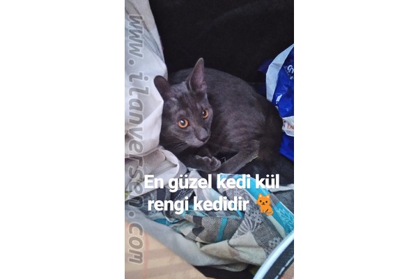 Diğer kedi ırkı 1000 TL Büyük Bölcek Mah.