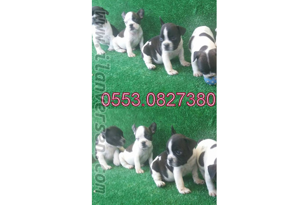 French bulldog Işıklar Mah.