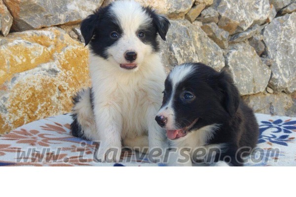 köpek Collie fiyatları