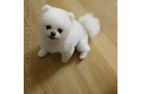 Balaç Mah. Pomeranian ilanları