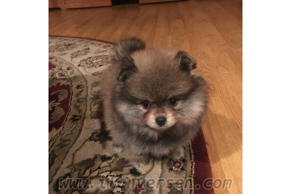 Maltepe Köyü köpek fiyatları