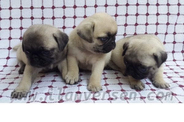 Koşukavak Mah. köpek ilanı