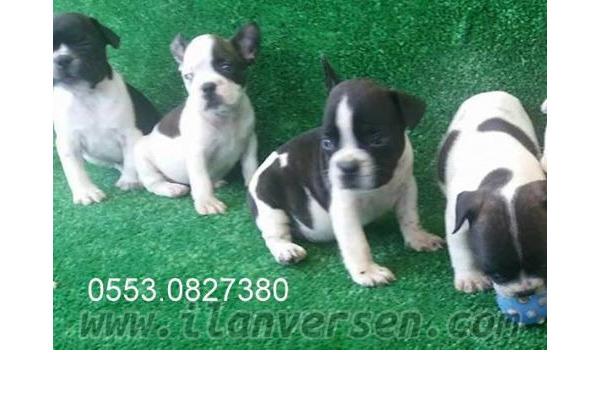Dişi ve Erkek köpek Gürpınar Mah.