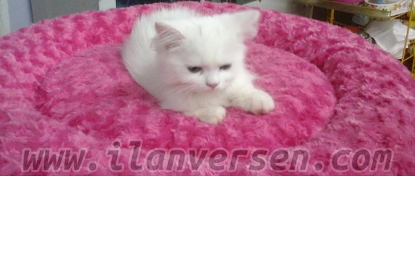 Chinchilla Dişi ve Erkek Hasanpaşa Mah.