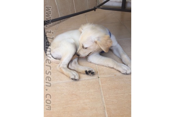 Erkek köpek Yüzüncüyıl Mah.
