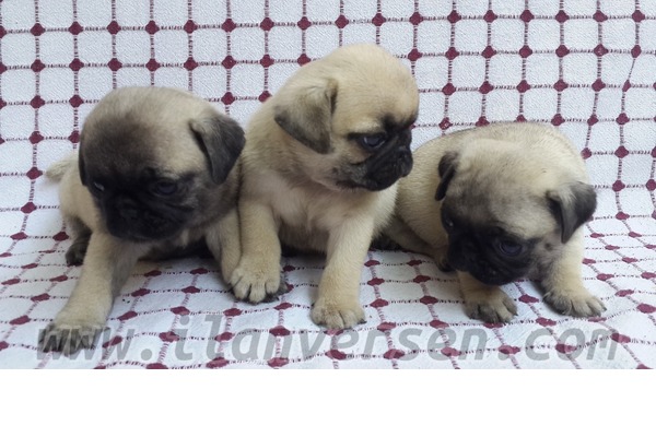 Pug yaş 0-3 Aylık Barbaros Mah.