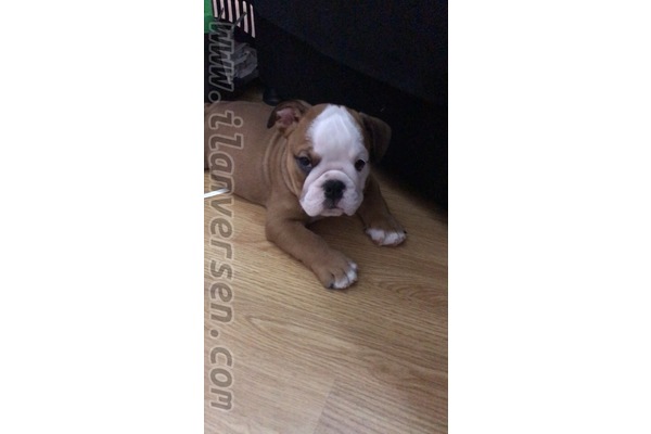 Site Mah. English bulldog ilanları