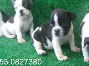 French bulldog Işıklar Mah.