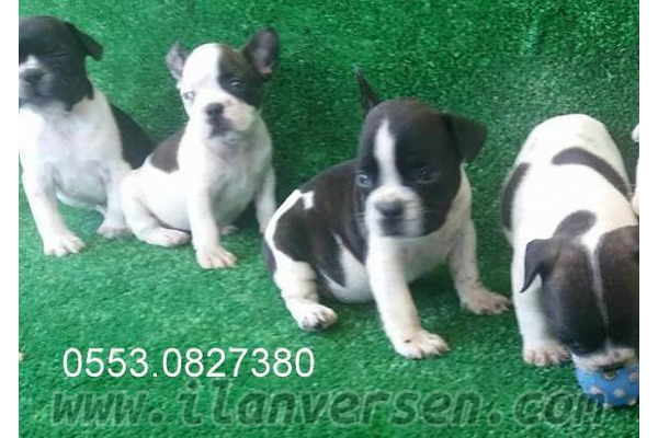 French bulldog Işıklar Mah.