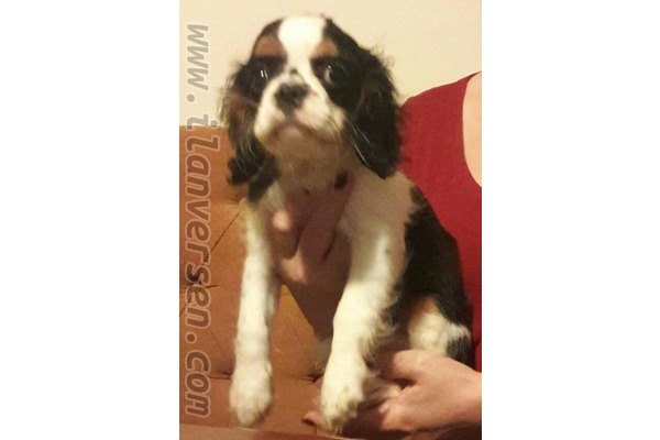 Cavalier king Charles köpek Sarıyer