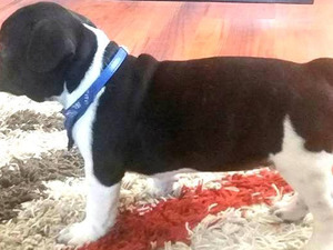 French bulldog Sahibinden 1 TL