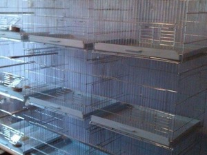 kanarya üretim kafesleri Gaziler Mah. hayvanlar ilanı ver
