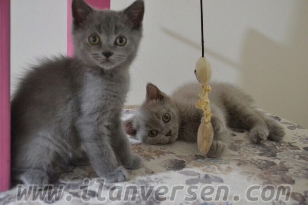 British shorthair 0-3 Aylık Adnan Kahveci Mah.